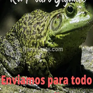 Rã Touro Gigante - Reprodutor