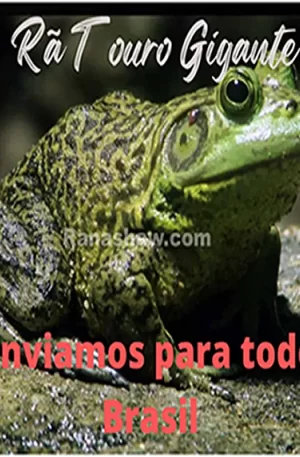 Rã Touro Gigante - Reprodutor