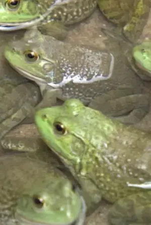 Rãs Touro Juvenis Ranashaw