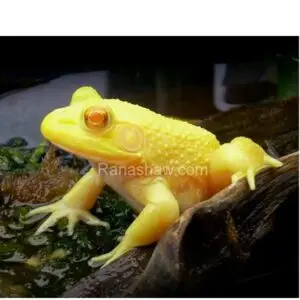 Rã Touro Gigante - Reprodutor Albino Ranashaw