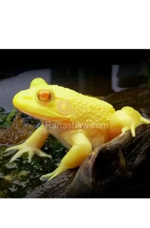 Rã Touro Gigante - Reprodutor Albino Ranashaw