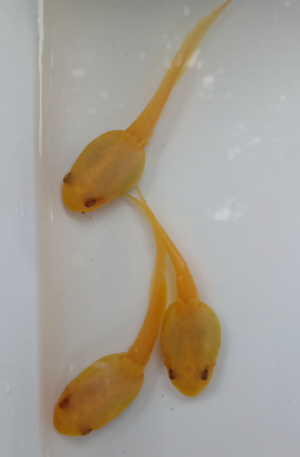 Girinos Albinos Ranashaw